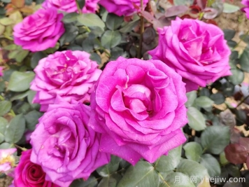 月季有三個(gè)坑，養月季花有哪三怕？