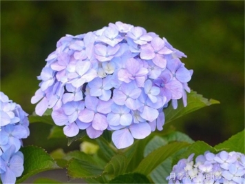 繡球花花語(yǔ)和寓意？繡球花怎么養？