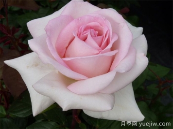 月季推薦，園藝王子月季