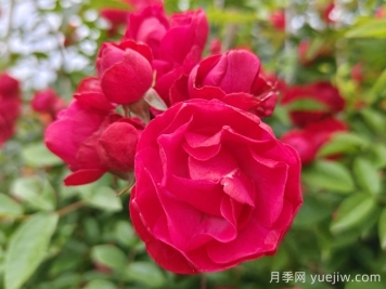 紅木香爬藤月季的優(yōu)缺點(diǎn)是什么？紅木香養護方法
