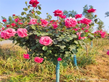 樹(shù)狀月季花怎么澆水和施肥？