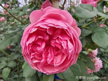 精選十首贊美月季花的古詩(shī)詞，夢(mèng)回唐宋看月季花開(kāi)！
