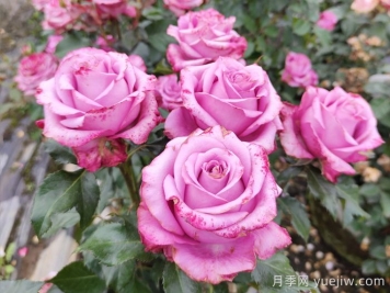 5個(gè)月季詩(shī)句和譯文