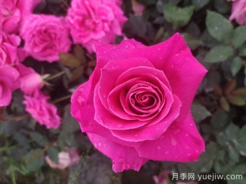 題月季，詩(shī)十三首