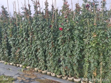 秋季藤本月季掌握好修剪和施肥，打造浪漫花墻