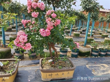 古樁盆景月季，既有顏值，又有價(jià)值