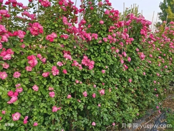 藤本月季不開(kāi)花什么原因？可能是這6點(diǎn)