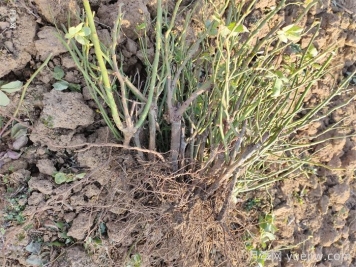 經(jīng)過(guò)遠距離運輸的月季裸根苗，定植上盆辦法詳解