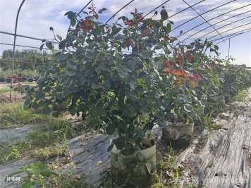 ?老齡月季更新如何修剪和保護芽？