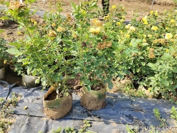 月季夏季狀態(tài)不佳，如何改善情況？