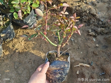 可以用月季種子栽培出月季花嗎？