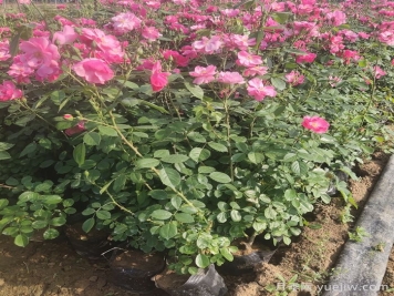 怎樣使月季月月開(kāi)花？