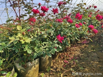 月季花后如何修剪？