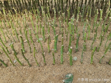 怎樣提高月季扦插率？