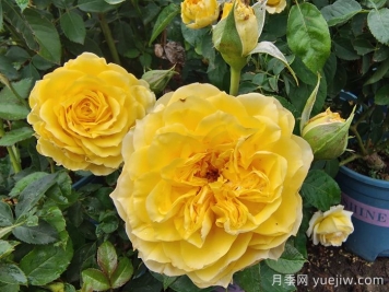 月季花的基本知識有哪些？