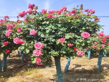 春季栽植，怎樣才能避免月季樹(shù)假活？