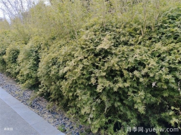 分享10種片植植物設計