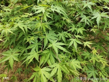 11種常見(jiàn)住宅入戶(hù)植物