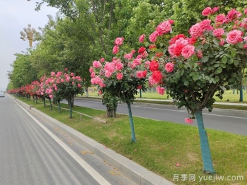 月季樹(shù)移栽別太深，該如何補救？