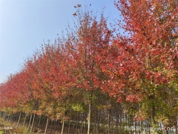 五角楓生長(cháng)環(huán)境、種植技術(shù)與管理方法