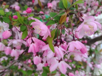 垂絲海棠和西府海棠有什么區別？