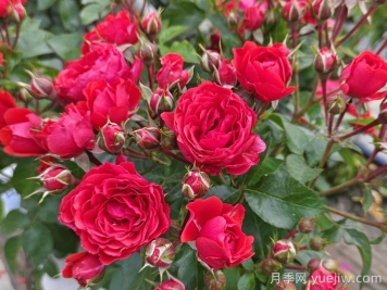 如何修剪月季延長(cháng)花期？