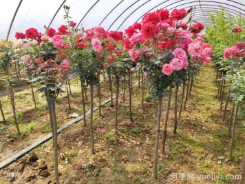 月季春季該如何養護？