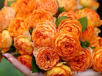 蜂蜜焦糖月季有哪些優(yōu)缺點(diǎn)？