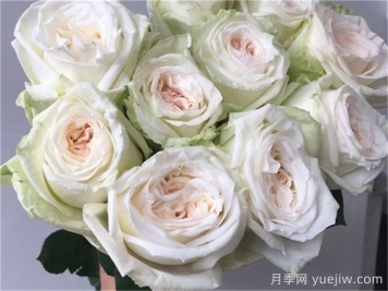 白哈娜月季的優(yōu)缺點(diǎn)是什么？