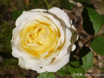 無(wú)限永遠月季的優(yōu)缺點(diǎn)是什么？