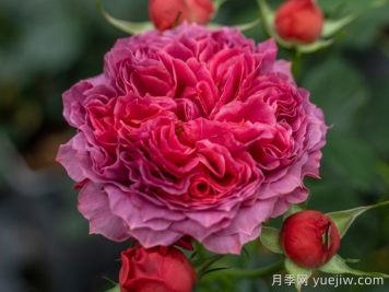 朱砂碗月季的優(yōu)缺點(diǎn)是什么？
