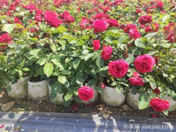 月季苗什么季節種植最好？春秋季種月季注意點(diǎn)