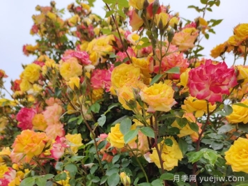 藤彩虹月季一年開(kāi)幾次花？復花快嗎？