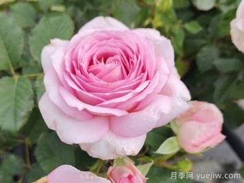 粉色月季花：浪漫與柔美的化身