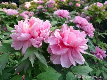 如何區分芍藥和牡丹？