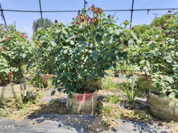 月季花后該如何修剪？月季花后修剪指南