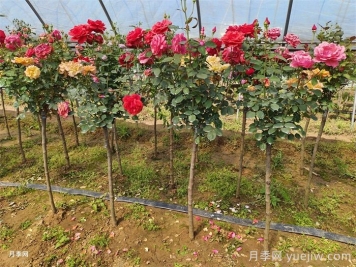 南陽(yáng)月季：科技賦能產(chǎn)業(yè)，創(chuàng  )新領(lǐng)航花卉