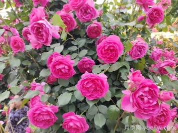 月季不開(kāi)花到底是為什么？月季爆花教程