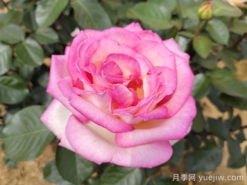 南陽(yáng)月季：智能云端，讓養月季更智慧