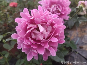 南陽(yáng)月季：借直播東風(fēng)，產(chǎn)業(yè)迭代煥新