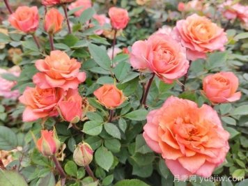 五月份月季花該如何管理？