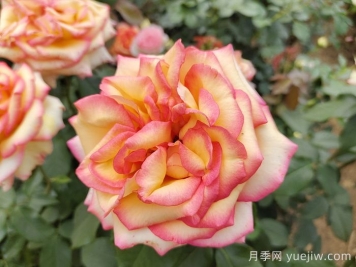 想要月季多開(kāi)花、花質(zhì)好？學(xué)會(huì )這三點(diǎn)