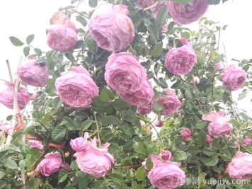 自由精神月季怎樣能開(kāi)花多？