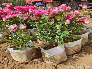 月季花期為什么有長(cháng)有短？