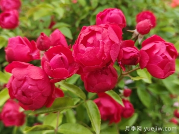 東北能種月季花嗎？