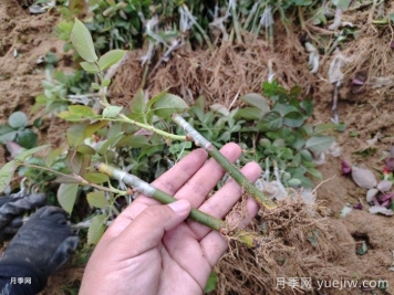 月季牙簽苗的種植和養護