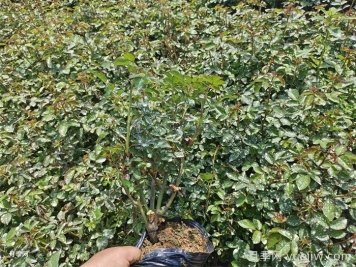 月季小苗要剪掉花苞嗎？如何多分枝