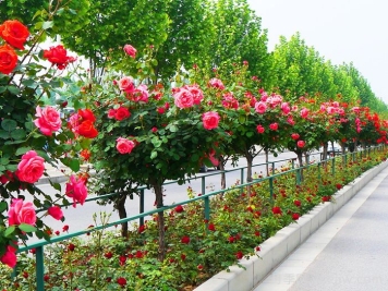 南陽(yáng)月季市花文化和景觀(guān)圖集
