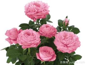 無(wú)限粉紅月季/粉色無(wú)限月季