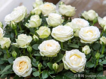 無(wú)限白色月季